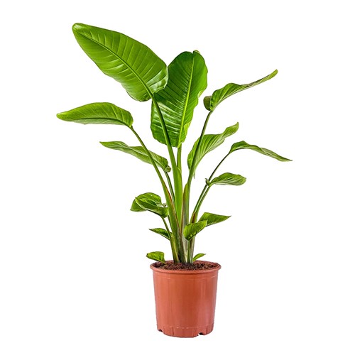 Starliçe (Strelitzia Nicolai)