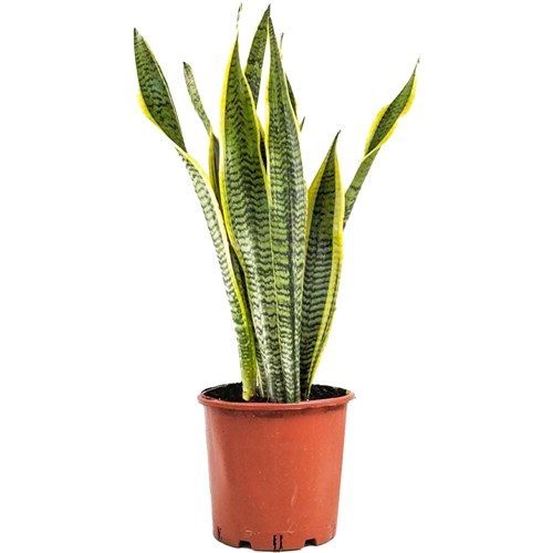 Paşa Kılıcı (Sansevieria Laurentii)