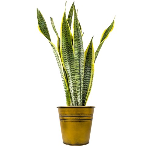 Paşa Kılıcı (Sansevieria Laurentii) Metal Saksılı
