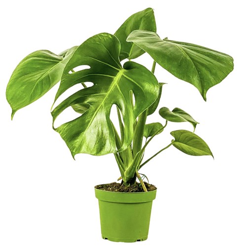 Deve Tabanı (Monstera Deliciosa)