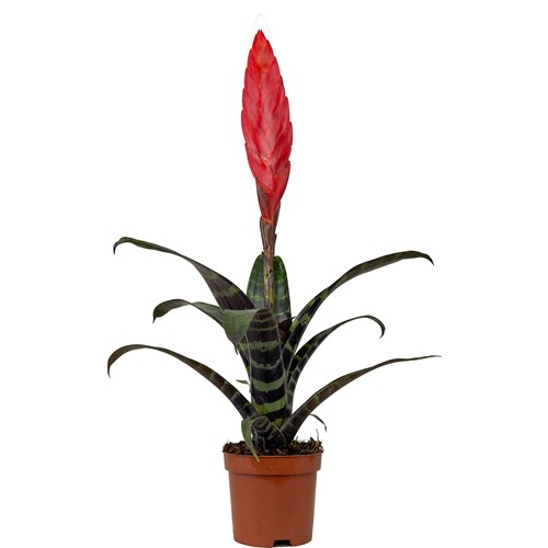 Kırmızı Alev Kılıcı Çiçeği (Vriesea Zebra) Ruby