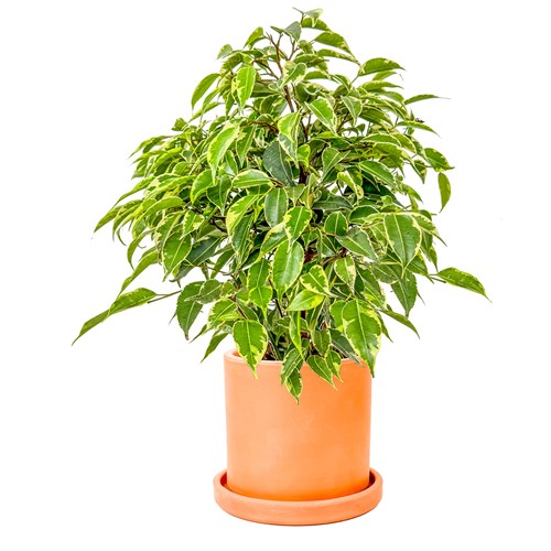 Benjamin Mini (Ficus Benjamina Starlight) Ruby