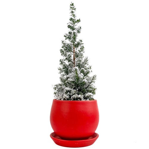 Elwoodii Çamı - Yılbaşı Hediyesi (Chamaecyparis Elwoodii) Curvy