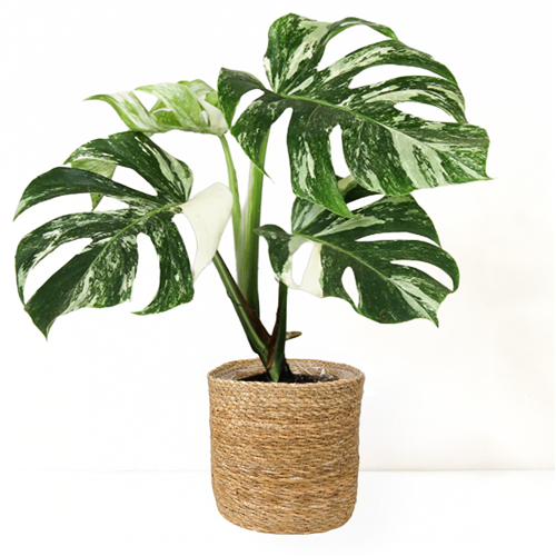 Deve Tabanı (Monstera Deliciosa Albo Variegata) Roly Hasır Saksılı