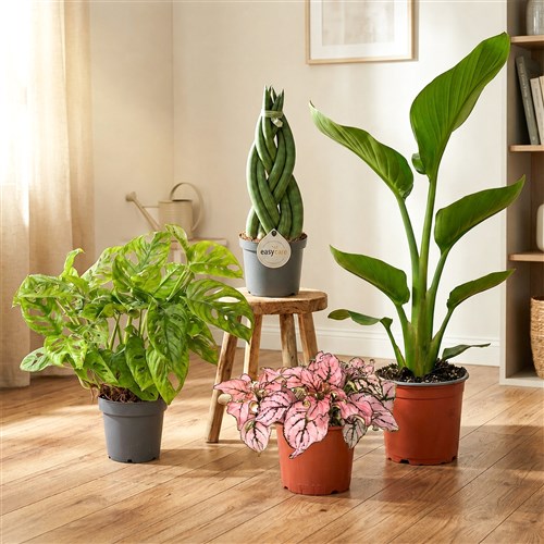 Popüler Salon Bitki Seti 8 ( Deve Tabanı - Starliçe - Paşa Kılıcı - Hostes Çiçeği )