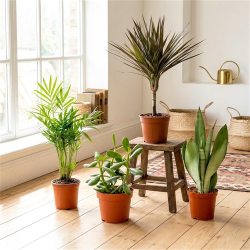 Bakımı En Kolay Bitkiler Seti 6 ( Dracaena Marginata - Para Çiçeği - Dağ Palmiyesi - Paşa Kılıcı )
