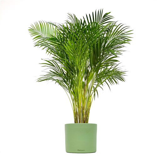 Areka Palmiyesi Large (Dypsis Lutescens) Ruby
