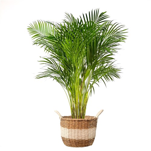 Areka Palmiyesi Large (Dypsis Lutescens) Hasır Saksılı