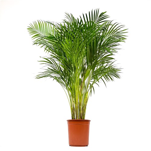 Areka Palmiyesi Large (Dypsis Lutescens)