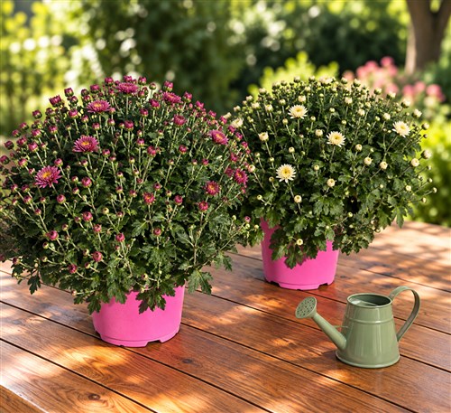 Kasımpatı (Chrysanthemum) XL 2'li Set