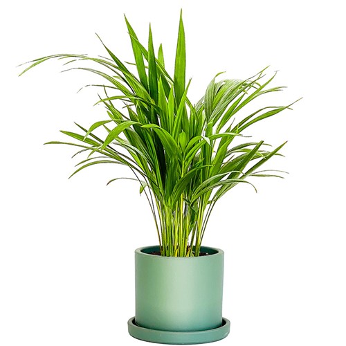 Areka Palmiyesi Mini (Dypsis Lutescens) Ruby