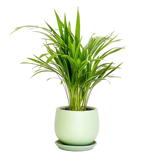 Areka Palmiyesi Mini (Dypsis Lutescens) Curvy
