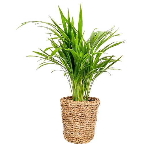 Areka Palmiyesi Mini (Dypsis Lutescens) Hasır Saksılı