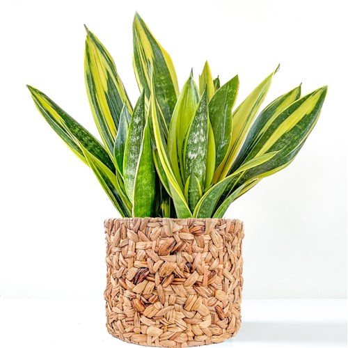 Sarı Paşa Kılıcı (Sansevieria Trifasciata Golden Flame) Hasır Saksılı