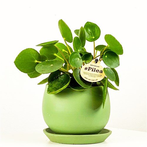 Çin Para Çiçeği Mini ( Baby Pilea) Curvy