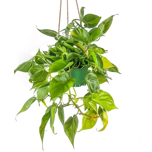 Alacalı Yapraklı Salon Sarmaşığı (Philodendron Scandens Brasil) Askılı Saksılı