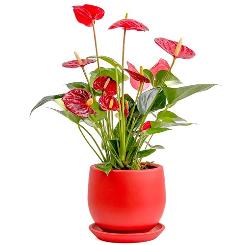 Antoryum Çiçeği (Anthurium) Curvy