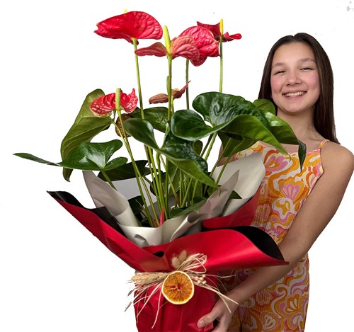 Antoryum Çiçeği (Anthurium) Hediye Paketli
