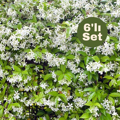 Arap Yasemini (Jasminum Sambac) 6'lı Set
