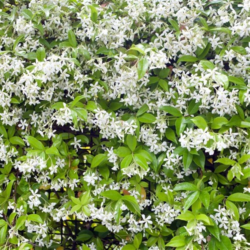 Arap Yasemini (Jasminum Sambac)