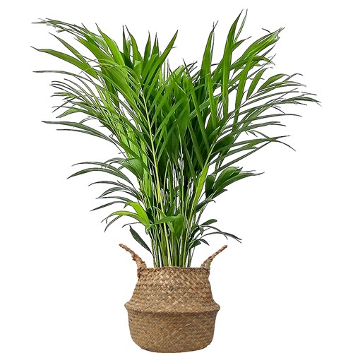 Areka Palmiyesi (Dypsis Lutescens) Liora Hasır Saksılı