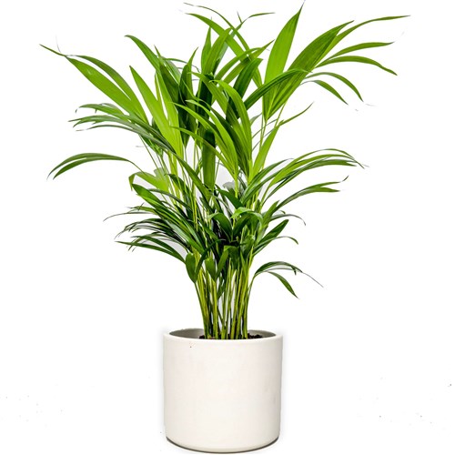 Areka Palmiyesi (Dypsis Lutescens) Ruby