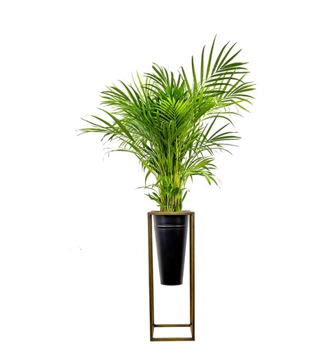 Areka Palmiyesi Large (Dypsis Lutescens) Ayaklı Siyah Metal Saksılı