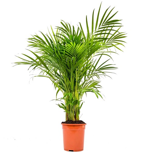 Areka Palmiyesi Large (Dypsis Lutescens)