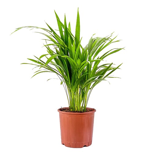 Areka Palmiyesi Mini (Dypsis Lutescens)