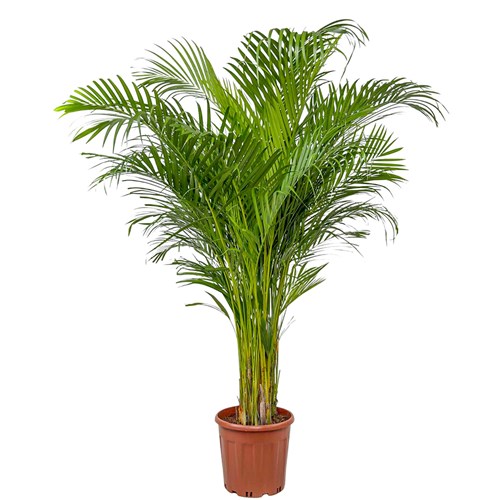 Areka Palmiyesi XL (Dypsis Lutescens)