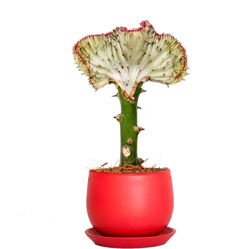 Aşılı Kaktüs (Euphorbia Lactea Cristata) Curvy