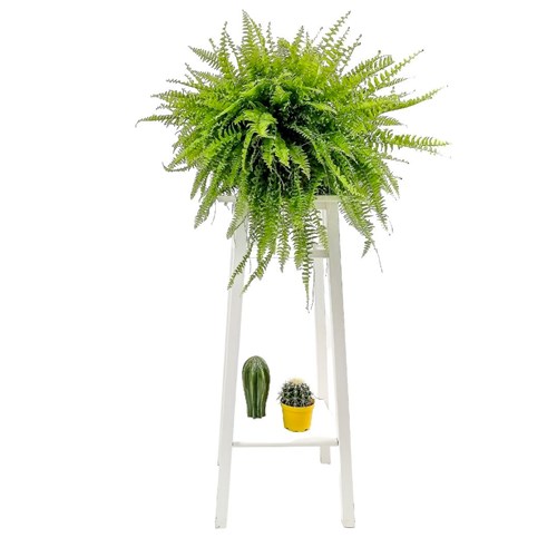 Aşk Merdiveni (Nephrolepis) Askılı Saksılı