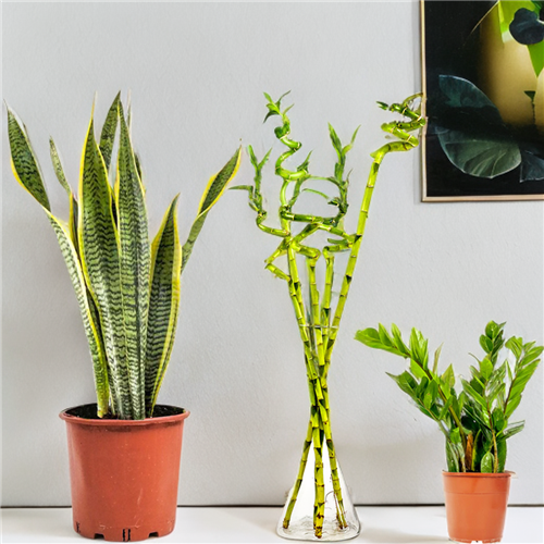 Bakımı En Kolay Bitkiler Seti 3 ( Şans Bambusu - Paşa Kılıcı - Zamia )