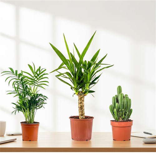 Bakımı En Kolay Bitkiler Seti ( Dağ Palmiyesi - Kaktüs - Yuka )