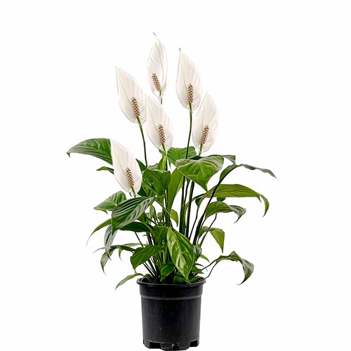 Barış Çiçeği (Spathiphyllum)