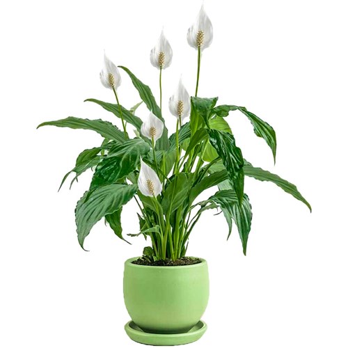 Barış Çiçeği (Spathiphyllum) Curvy
