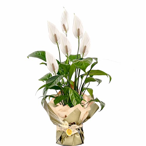 Barış Çiçeği (Spathiphyllum) Hediye Paketli