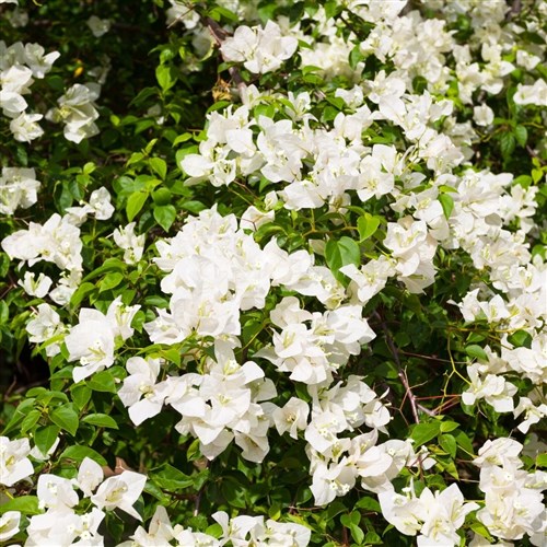 Beyaz Begonvil Sarmaşığı (Bougainvillea)