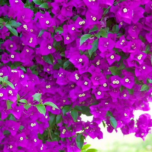 Mor Begonvil Sarmaşığı (Bougainvillea Alexandra)
