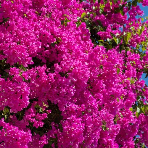 Pembe Begonvil Sarmaşığı (Bougainvillea)