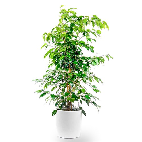 Benjamin (Ficus Benjamina Danielle) Ruby