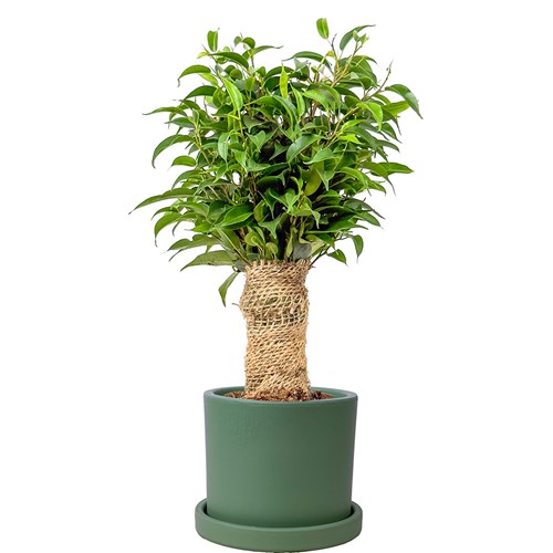 Benjamin Mini (Ficus Benjamina Danielle) Ruby