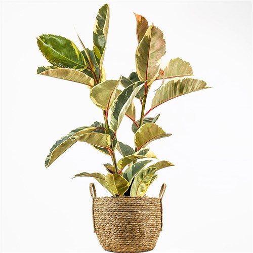 Beyaz Alacalı Kauçuk - 2 Gövdeli - Large (Ficus Elastica Tineke) Hasır Saksılı