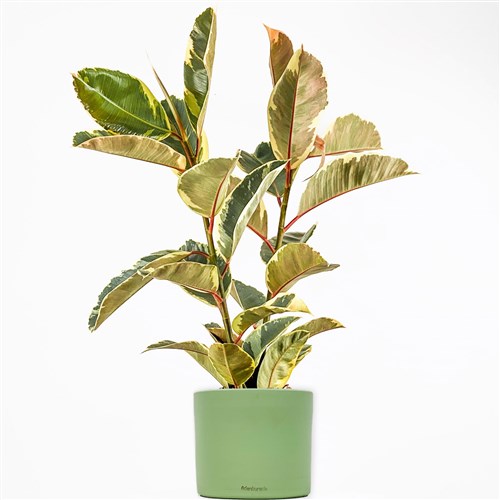 Beyaz Alacalı Kauçuk - 2 Gövdeli - Large (Ficus Elastica Tineke) Ruby