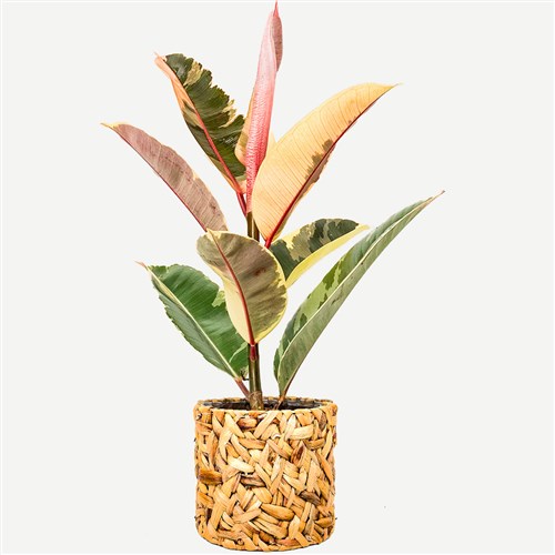 Beyaz Alacalı Kauçuk Mini (Ficus Elastica Tineke) Hasır Saksılı