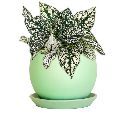 Beyaz Hostes Çiçeği (Hypoestes) Curvy