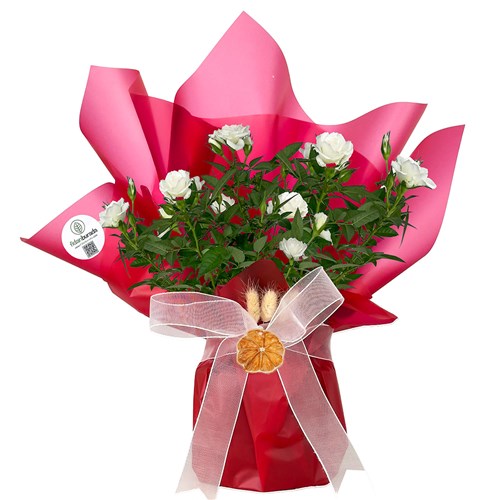 Beyaz Minyatür Gül (Mini Rose) Hediye Paketli