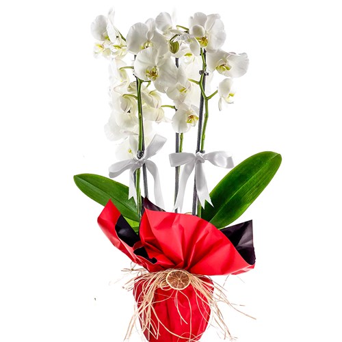 Beyaz Orkide (White Orchid) Hediye Paketli