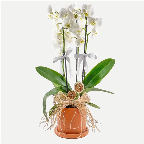 Beyaz Orkide (White Orchid) Ruby