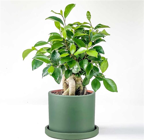 Bonsai Mini (Ficus Ginseng) Ruby